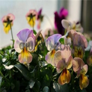 一种忧伤的文章